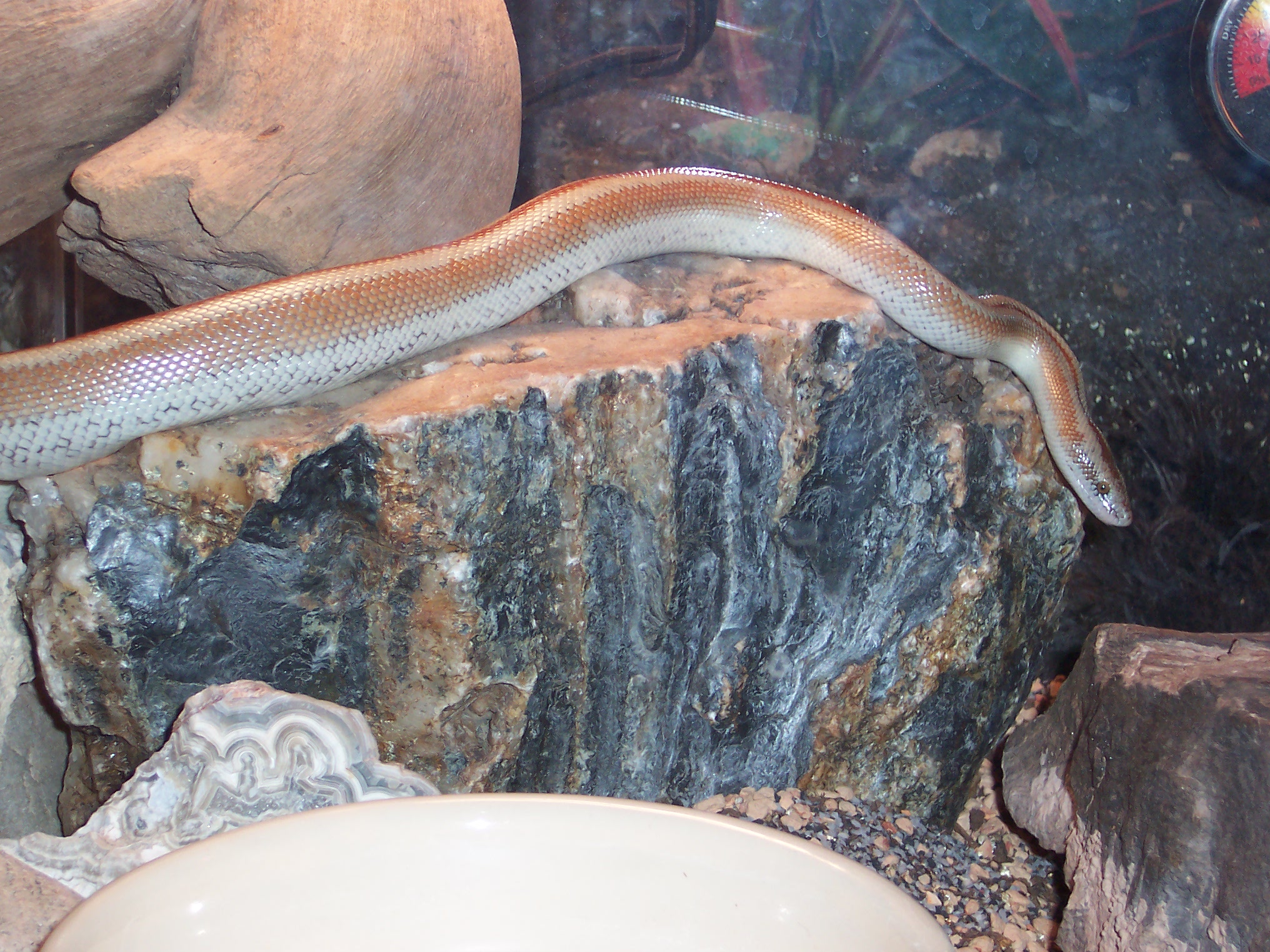 San Matias Rosy Boa Sept 05.JPG [951 Kb]